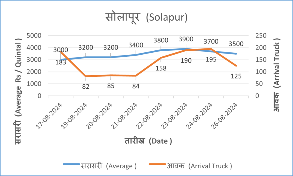 onion rate today solapur