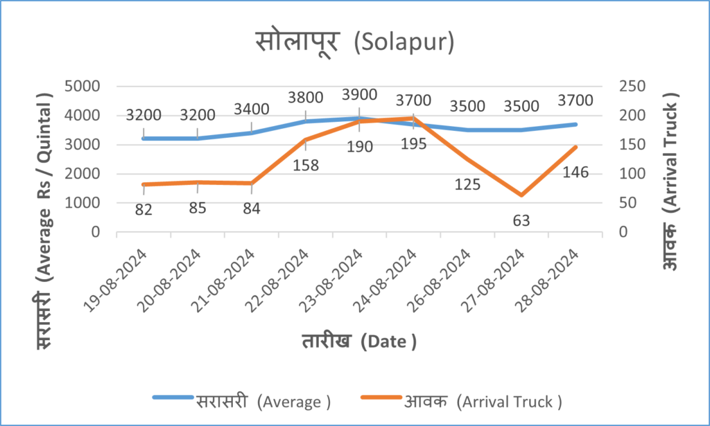 onion rate today solapur