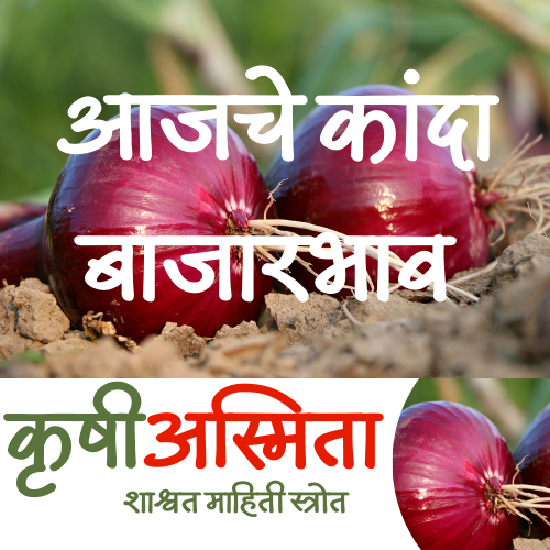 Read more about the article Onion Rate Today – कांदा बाजारभाव- 23 September 2024